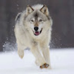 Meet your Posher, Tom